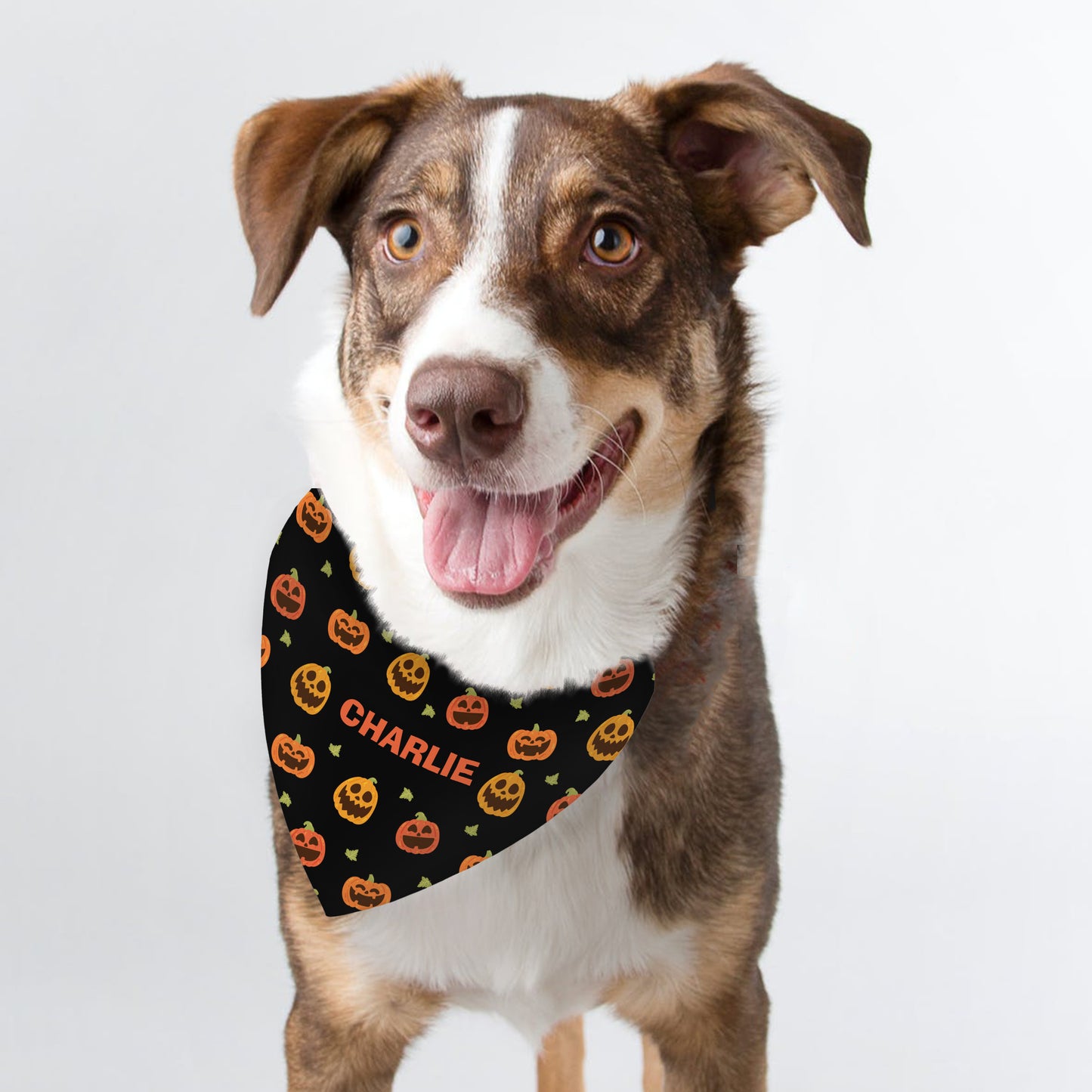 Personalised Pumpkin Patch Dog Bandana - MK&JD Gifts